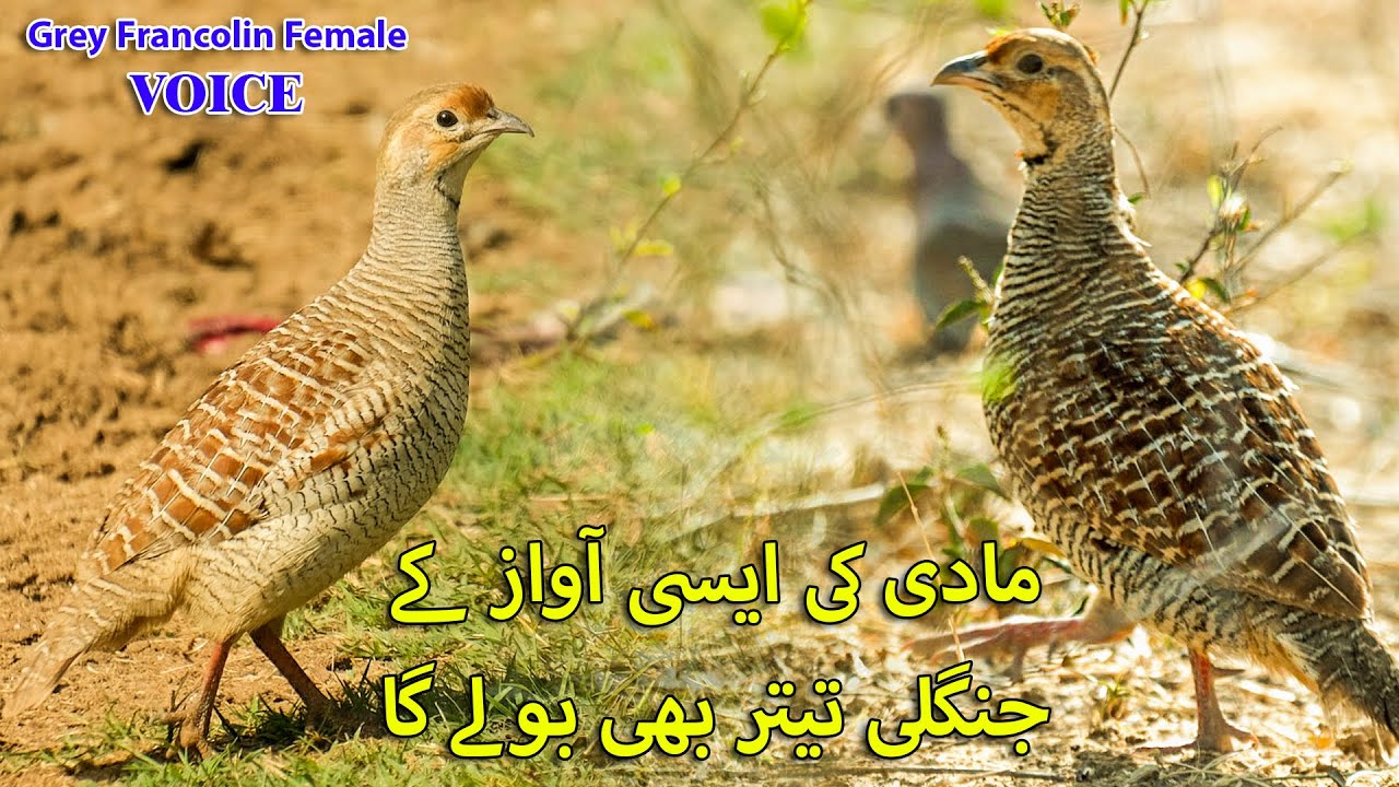 Non Stop Female tetar voice sound 🎶 madi ki Awaz shikar k liye  🎶 Partridge Hunting voice sound