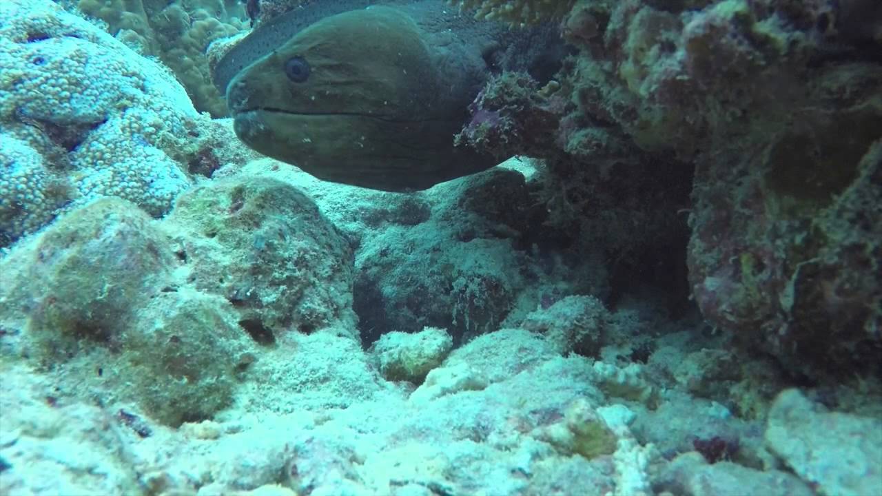 Moray Eel hunting...