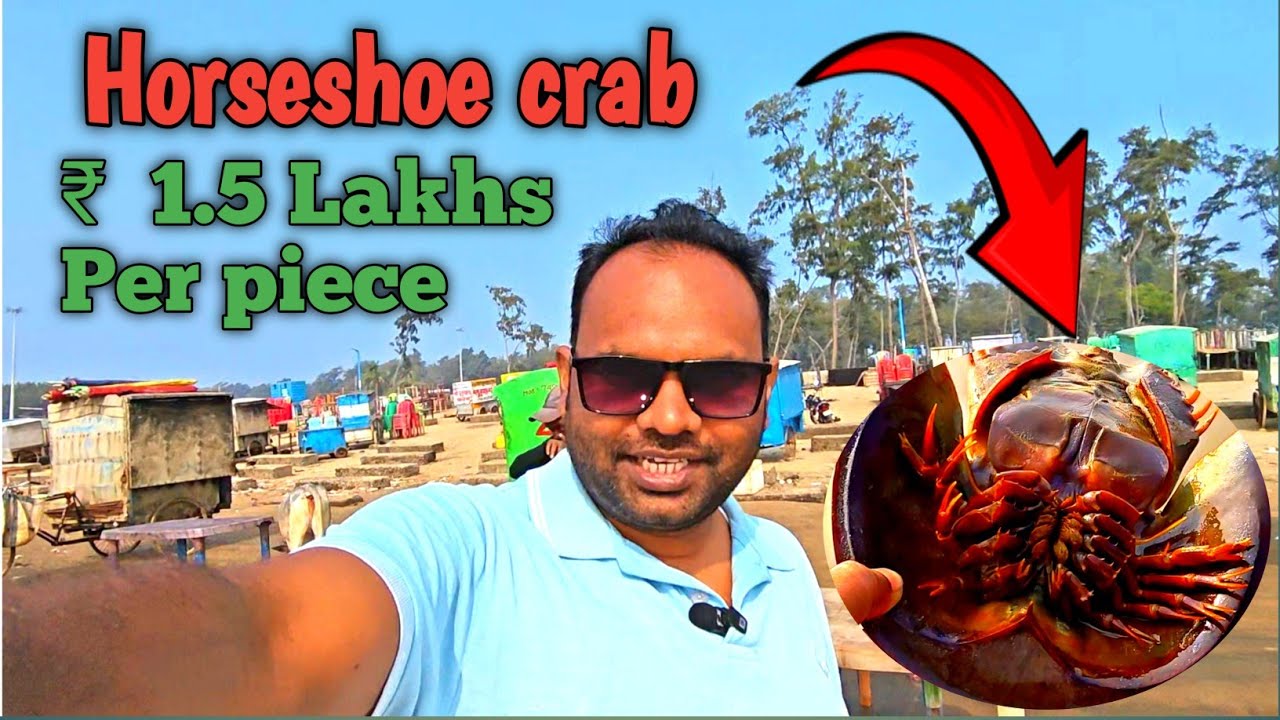 Horseshoe crab 1.5 Lakhs Rupees Out of India 😱 || एक लाख पचास हजार रुपया ||Gigha Beach | Gold sunset