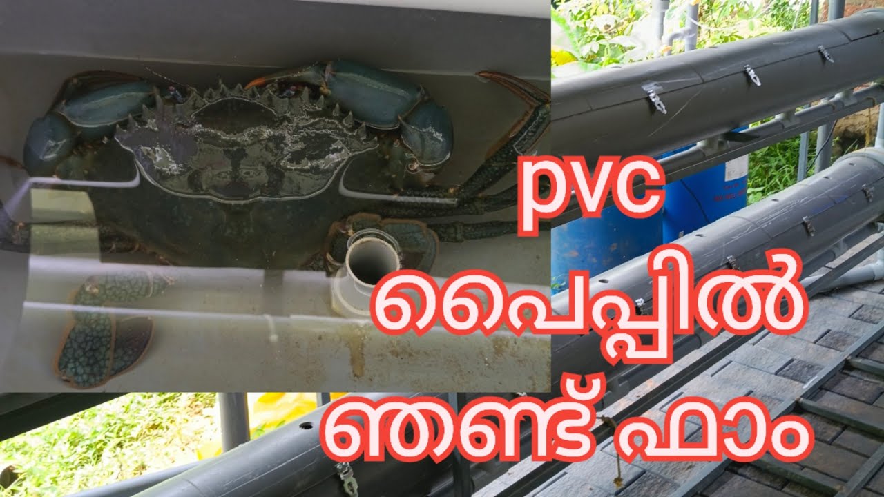വീട്ടിൽ ഞണ്ട് കൃഷി #crabfarming #njandfarme #crab #farming 