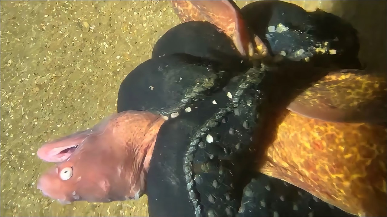 Live Stream🟢–Fan Favorites - Best Lobster Diving Highlights！ #diving #fishing #seafood #shorts