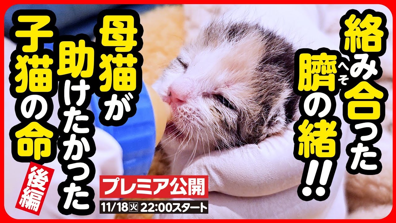 【子猫 保護】へその緒が絡まり合っていた乳飲み子…必死に繋ぐ小さな命【後編】