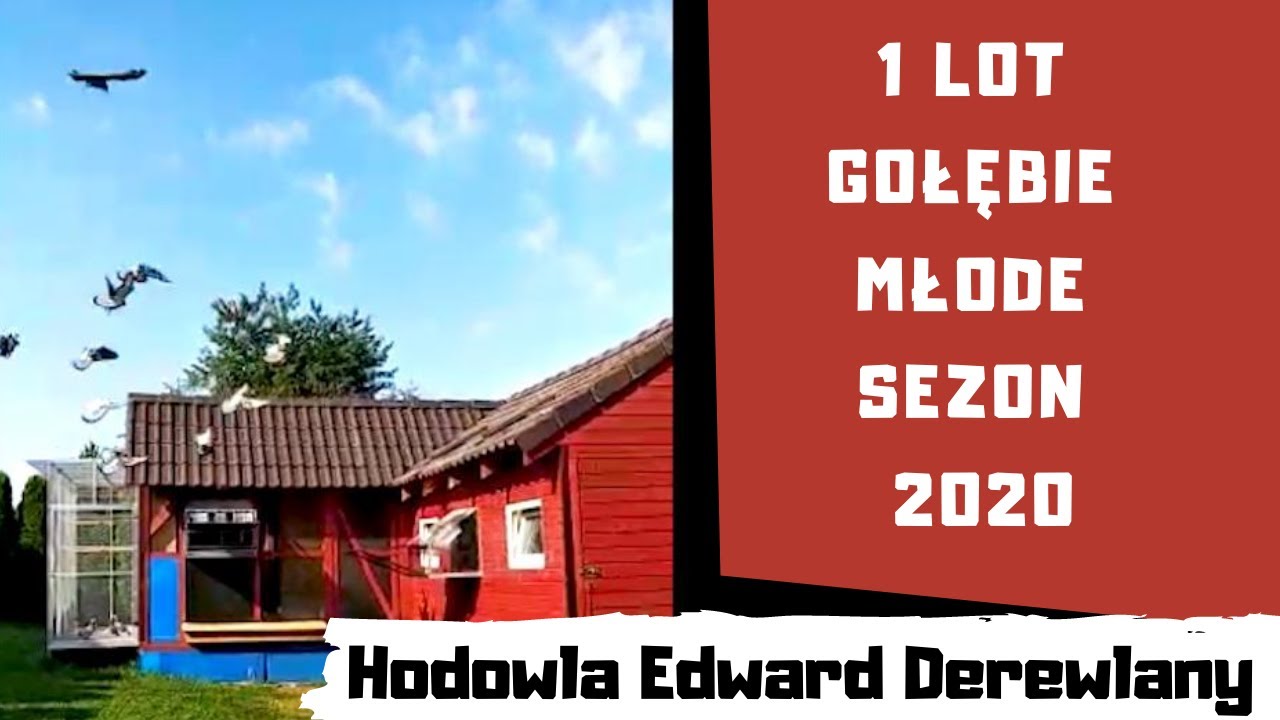 Pierwszy lot gołębi młodych sezonu 2020 – Lot 1 Chojnów 120km | Hodowla Edward Derewlany