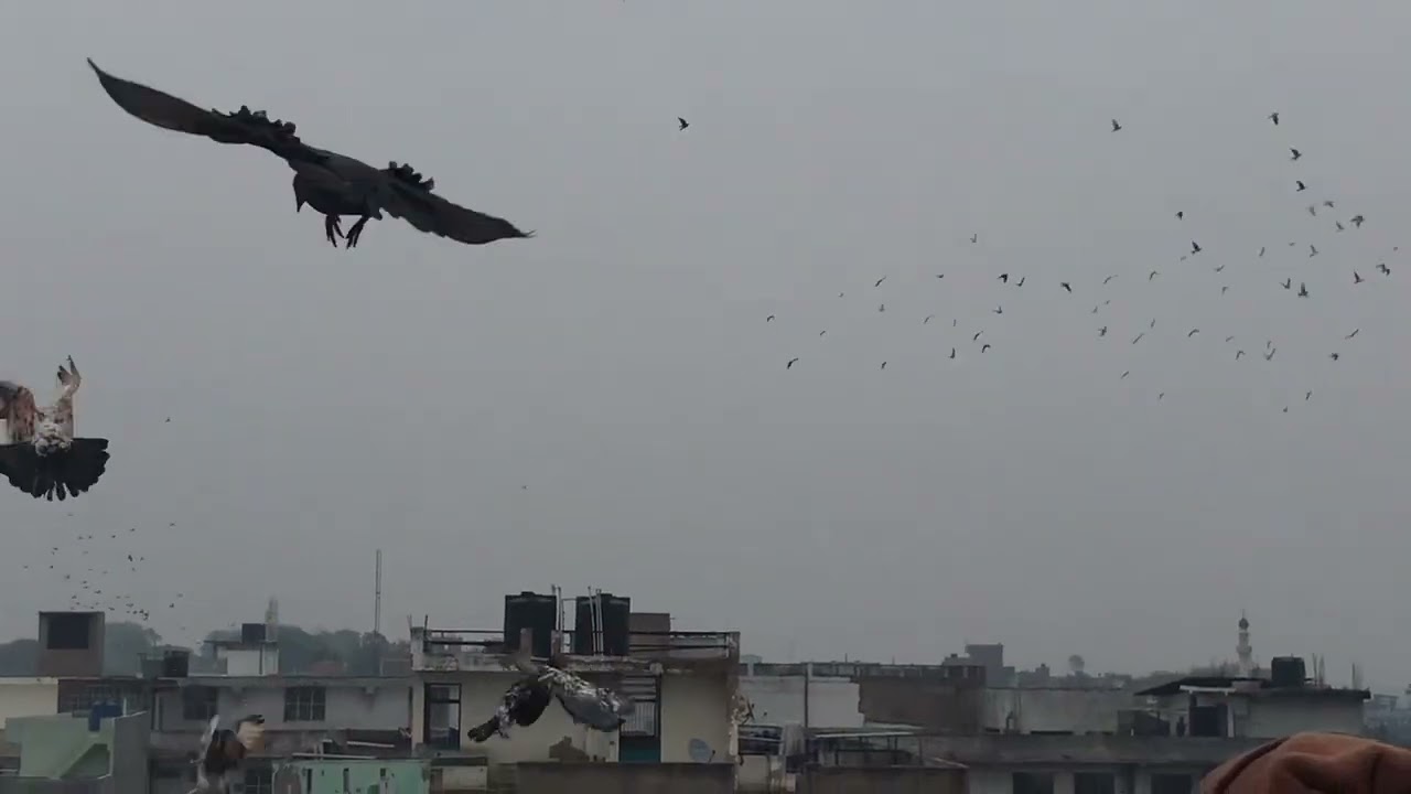 Kanpur 251 gola Kabutar bazi (Jajmau kanpur)
