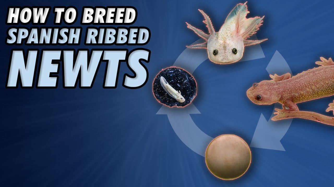 How To Breed Spanish Ribbed Newts (Step By Step)
