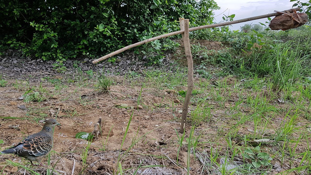 DIY Bird Trap -How To Make DIY Bird Trap Using Rock With Small Tree