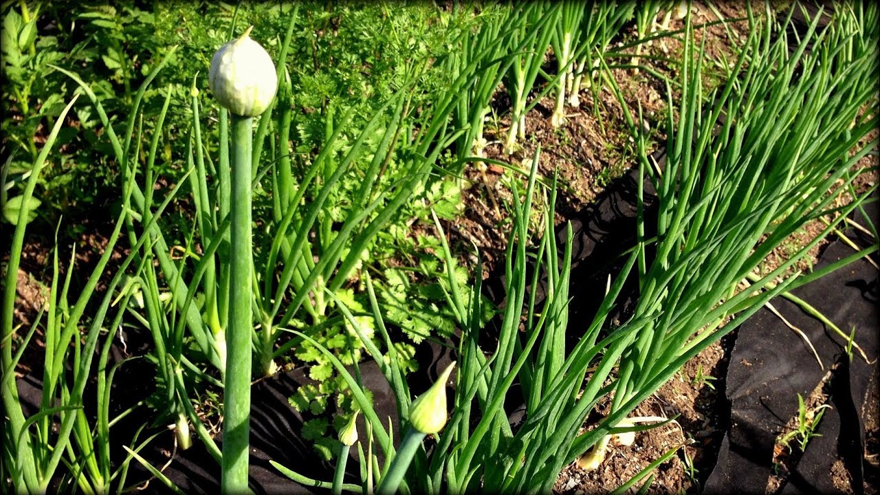 What to do about Flowering Onions & Asparagus Harvesting