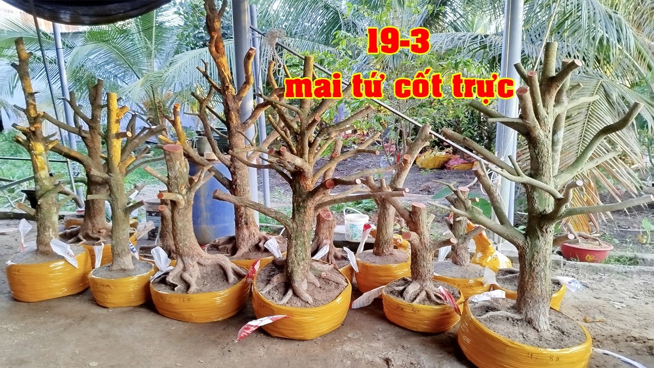 Phôi Mai Tứ Qúy Tay Cành Điều 0976855472 Đạt  | Tứ Qúy Miệt Vườn