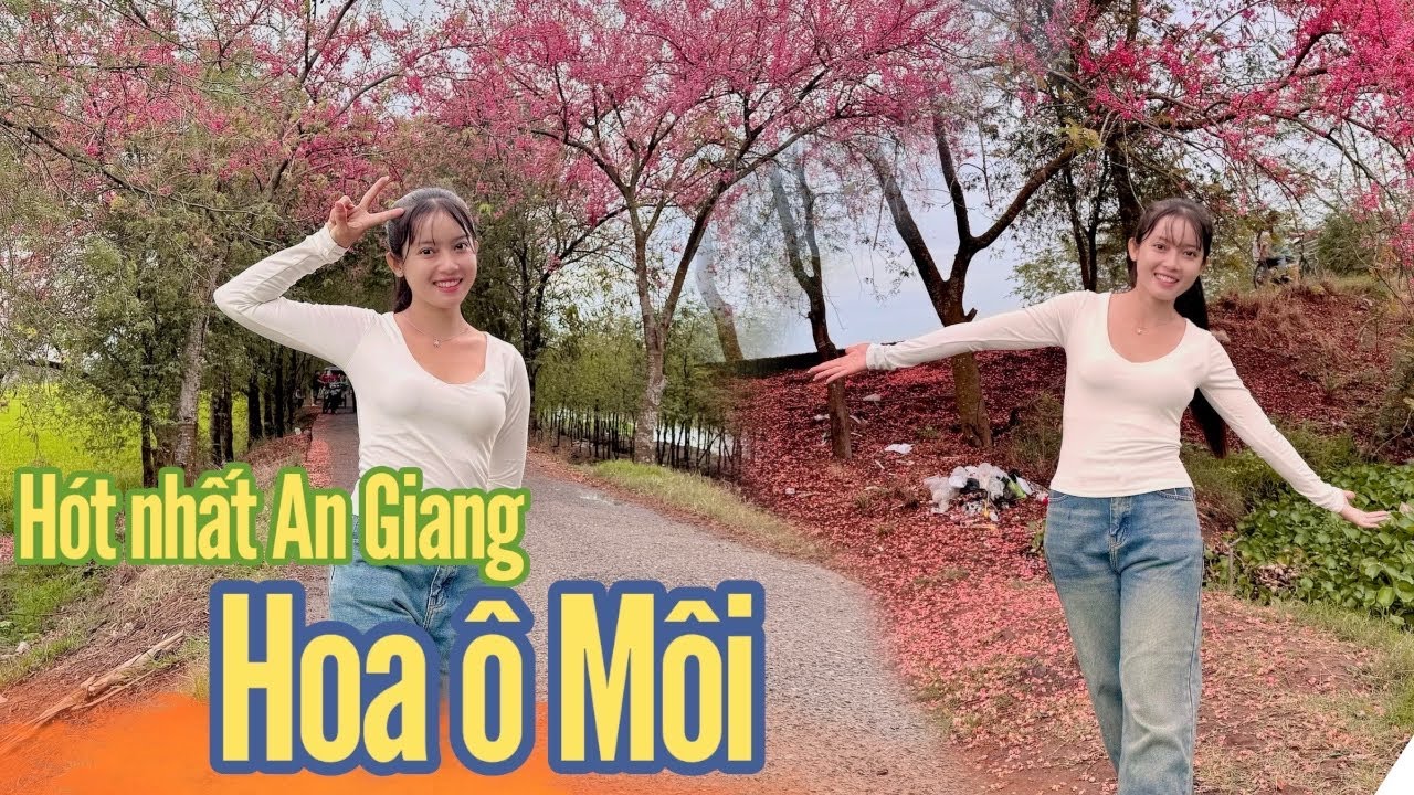 Địa điểm check in hót nhất An Giang Lúc Này con đường Hoa Ô Môi Ở An Phú!