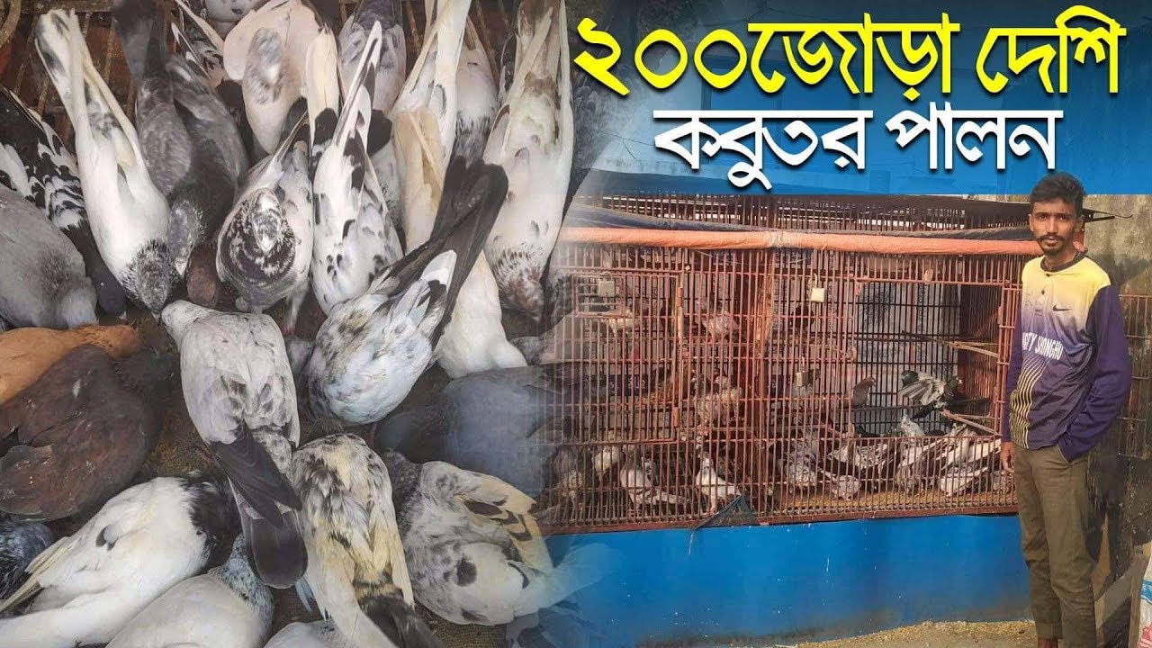 ২০০ জোড়া দেশি কবুতর পালন করে সফল নরসিংদীর প্রান্ত Desi Pigeon framing