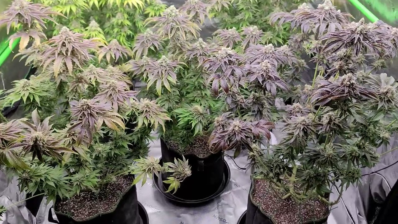 Black Cherry Gushers at 8&frac12; weeks