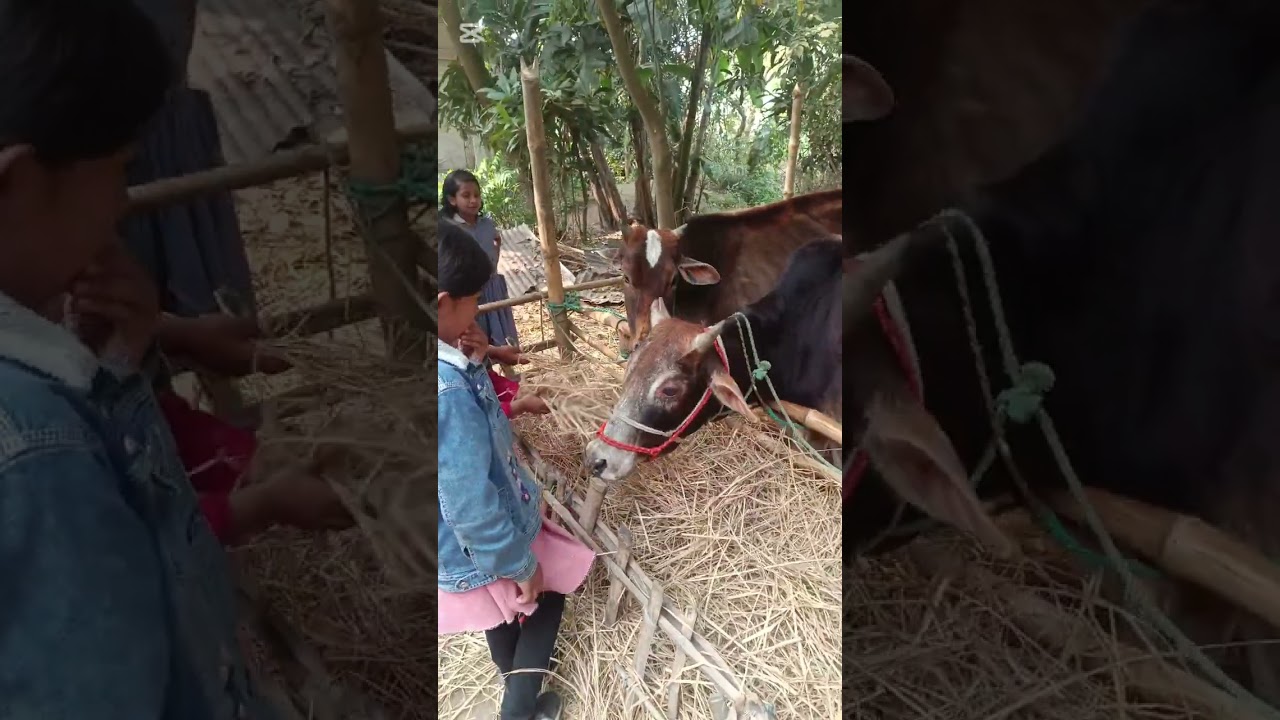 গ্ৰামে একটু ঘুরা ঘুরি ❤️💖 #foryou #bangladesh #viralvideo 
