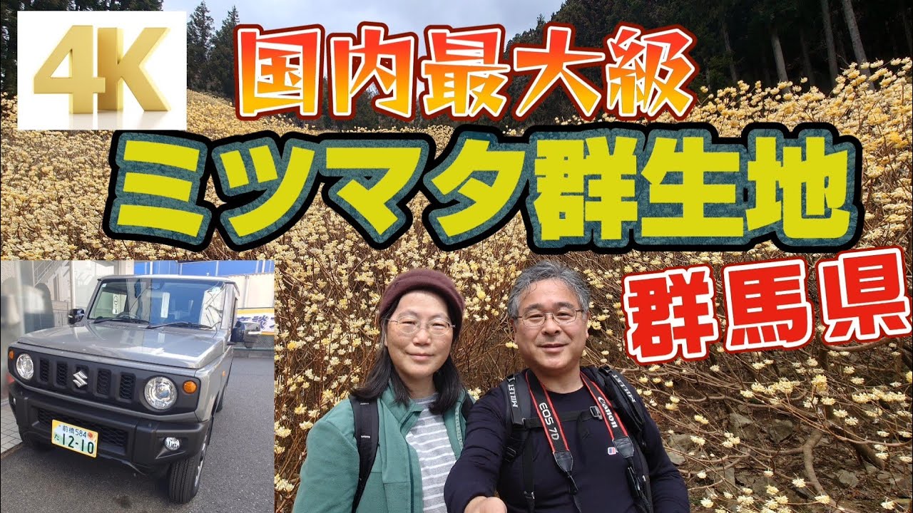 【4K】見頃を迎えた桐生市の屋敷山ミツマタ群生地