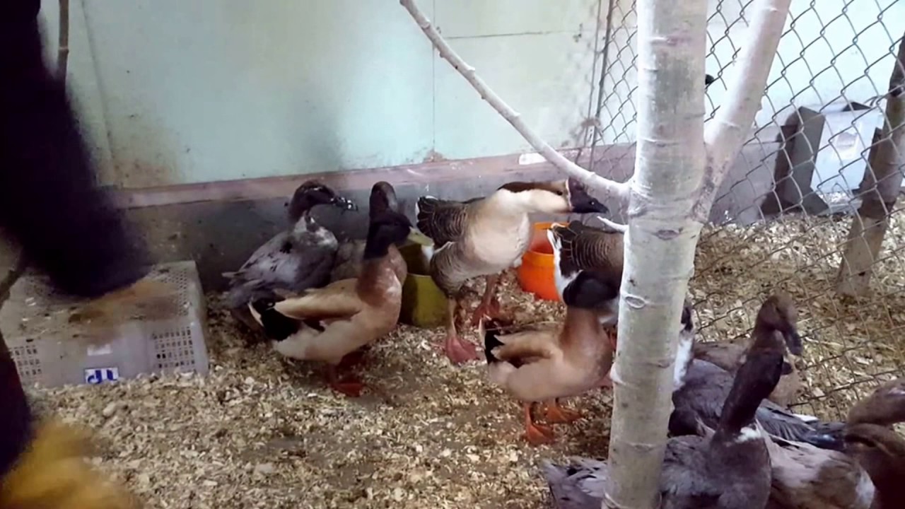 How to Incubate Duck Eggs from Day 1 to Hatching! Everything you need to know! #duck #farming