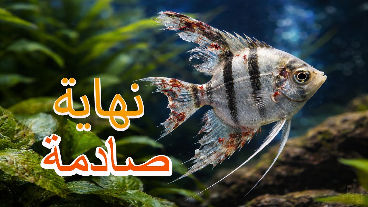 كارثة في الحوض! تآكل زعانف سمكة الأنجل ونهاية صادمة 😱