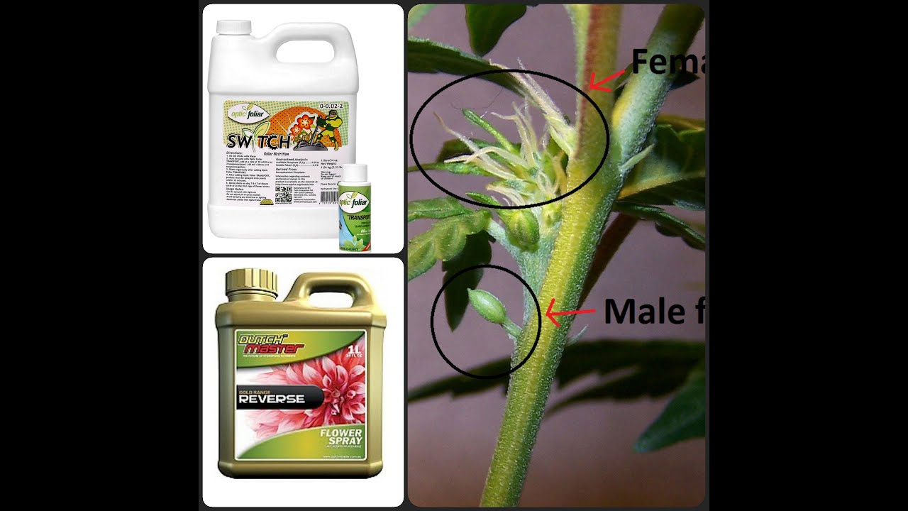 HERMIE! How to Identify and Fix them -  Making feminized cannabis seeds from a hermaphrodite plant?