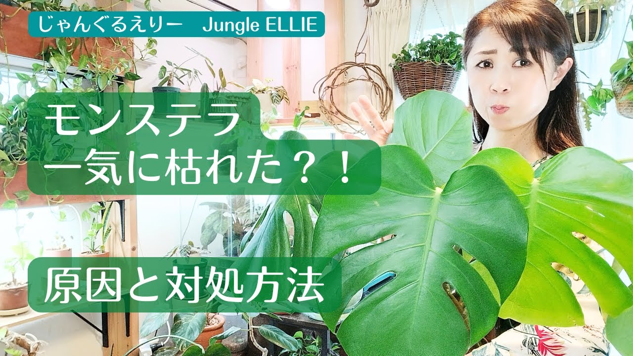 【一気に枯れてしまう？！】植物が一気に枯れてしまう原因と対処、復活方法について、モンステラを例にご紹介、新芽が出てくるための茎のカット方法、枯らさない対策とは？　[観葉植物]ー　Ep.171