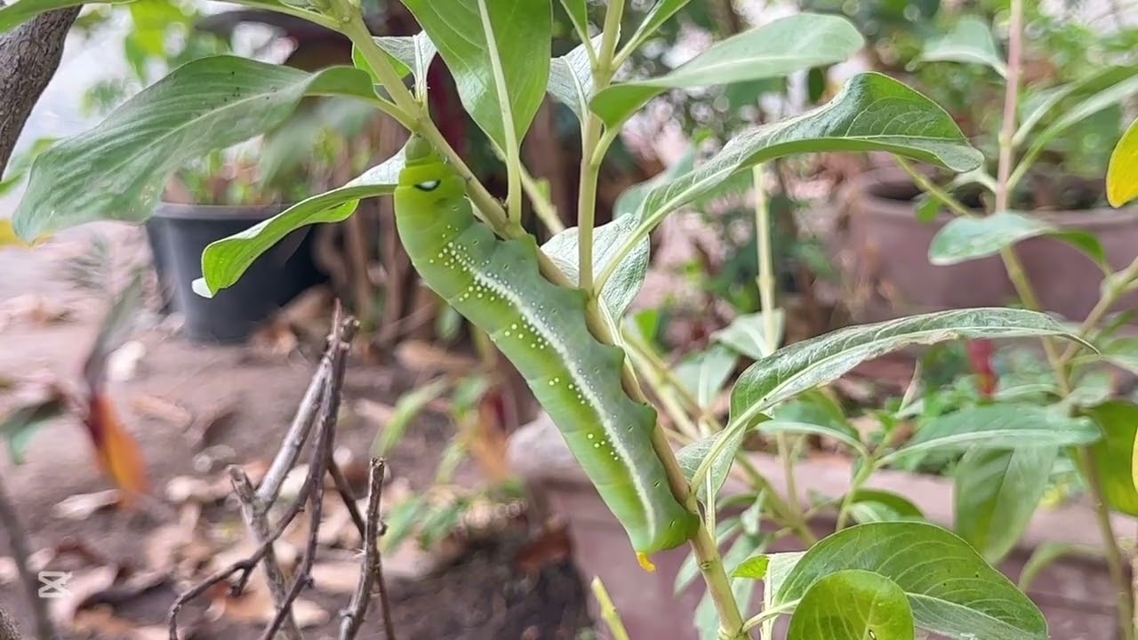 នេះគឺជាសត្វដង្កូវធំណាស់ Millipede សត្វម្រើមព្រះ  ឬហៅថាសត្វម្រោមម្រះ Lovely Animals25