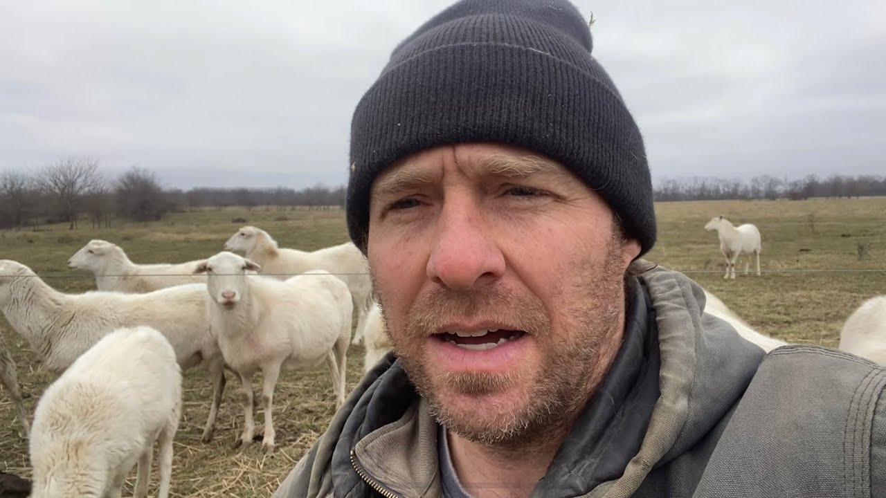 Can You Milk St. Croix Sheep?