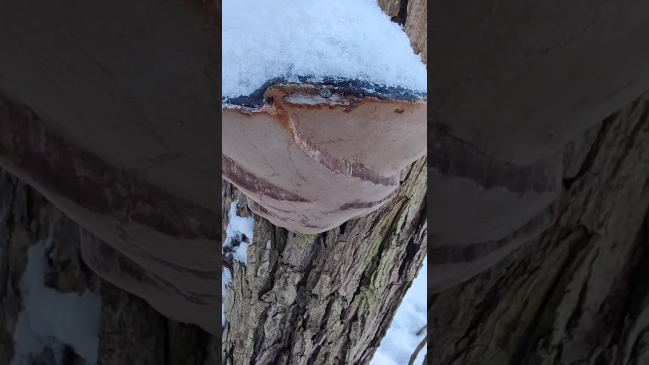 ВЫВОДИМ ТОКСИНЫ!!! Трутовик ложный - ГРИБ АНТИДОТ!