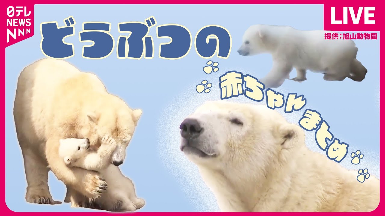 【どうぶつの赤ちゃんまとめ】“スーパーホッキョクグマ”の初孫 / 赤ちゃんヒツジが“頭突き”特訓/ 絶滅危惧種「スナドリネコ」の赤ちゃん誕生　など――どうぶつニュースライブ（日テレNEWS LIVE）