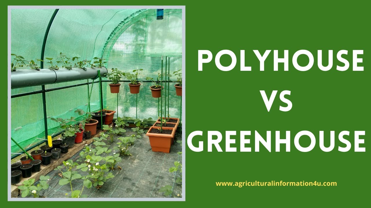 Difference between Polyhouse and Greenhouse | Polyhouse Vs Greenhouse | Modern farming methods