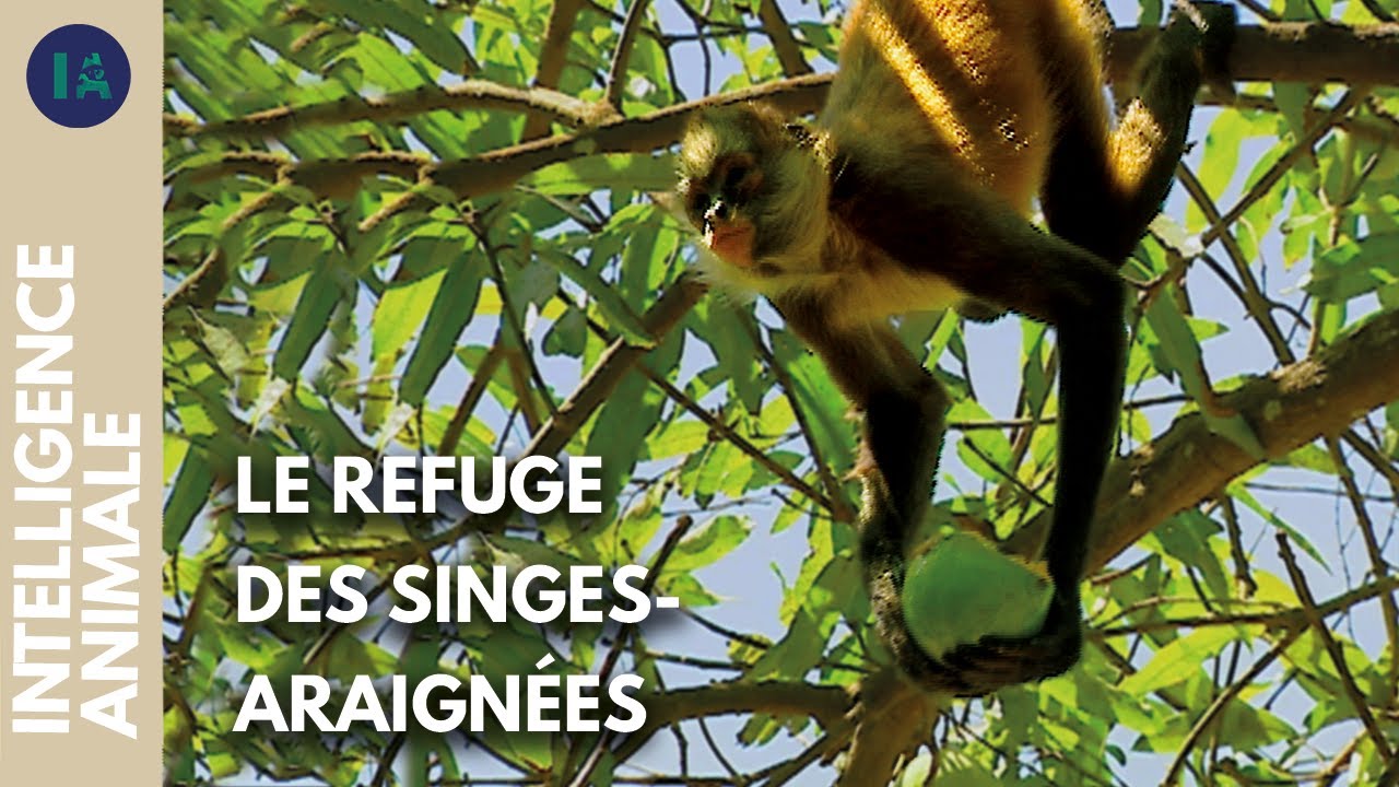 Le refuge qui redonne la liberté aux singes-araignées | IA