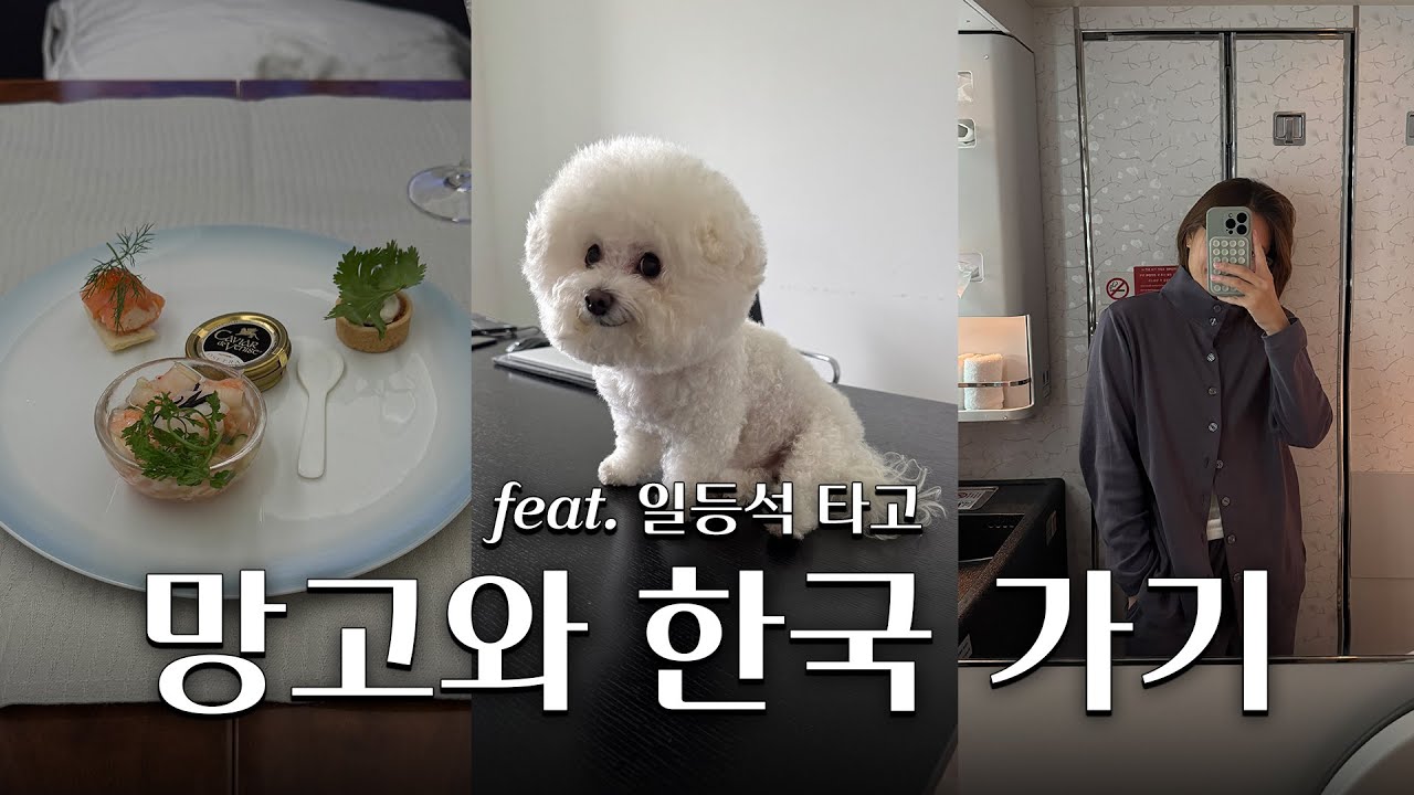 일등석타고 망고랑 한국가기!