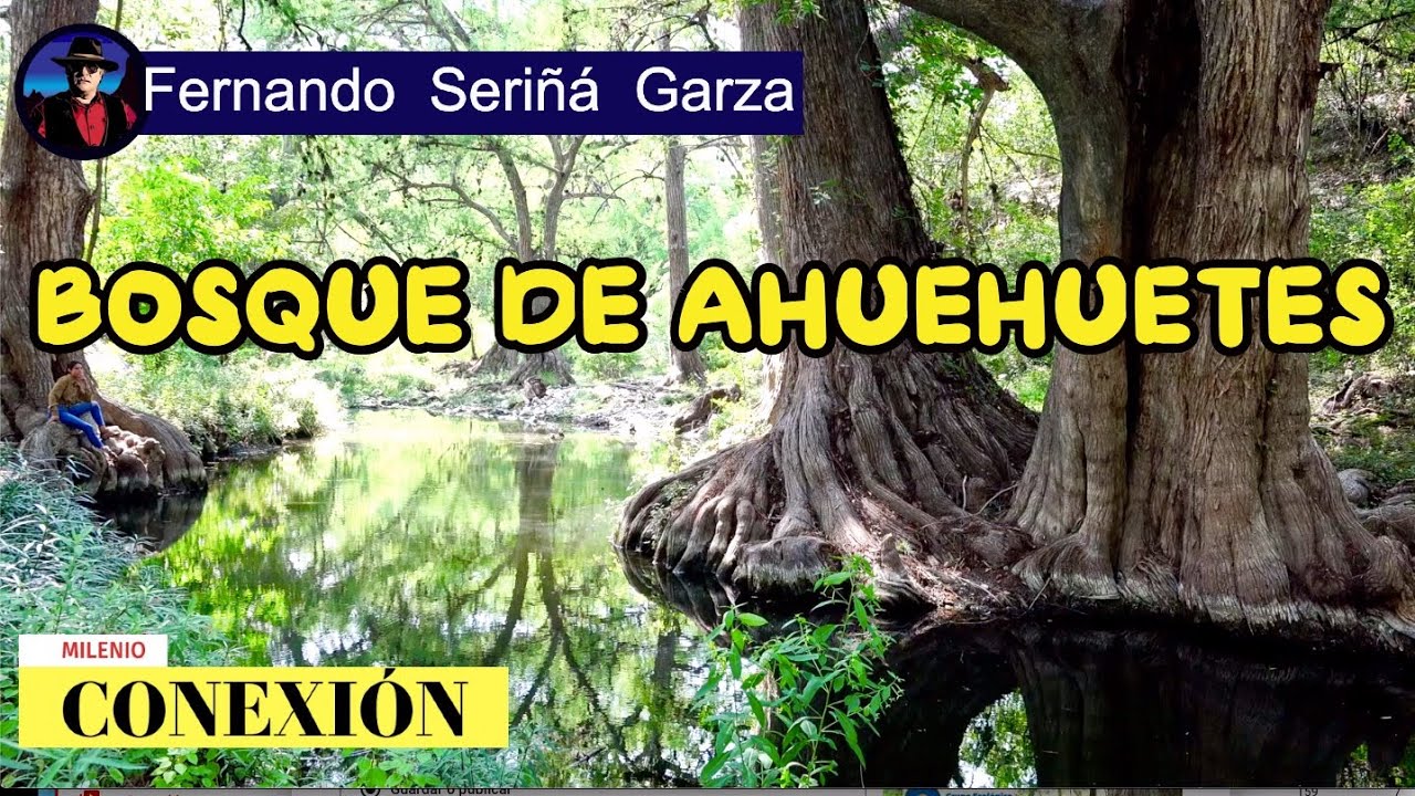 AHUEHUETES BOSQUES DE GALERIA