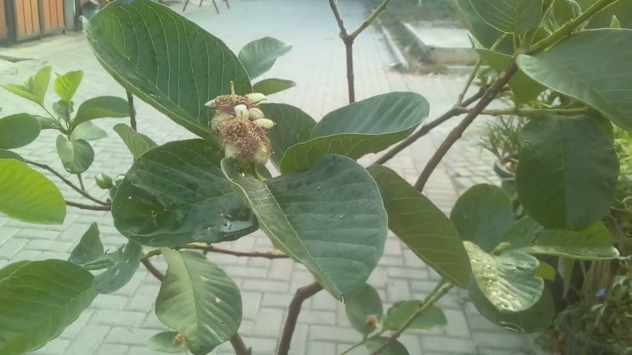 Tabulampot jambu sukun merah