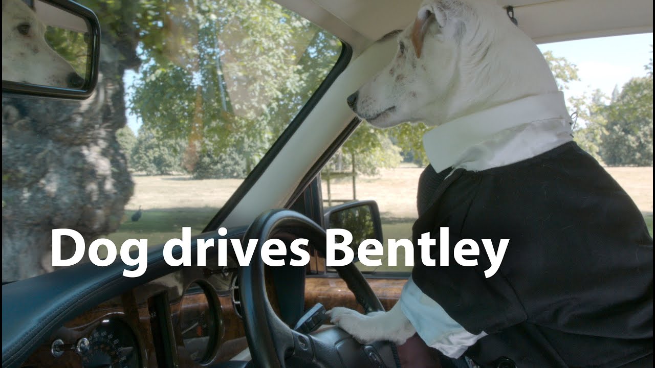 Dog drives Bentley to Wedding