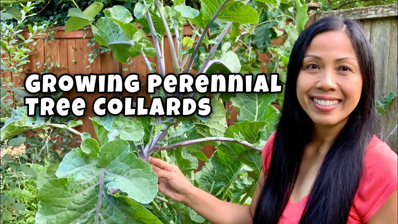 These Tree Collards Can Live Up to 20 Years!
