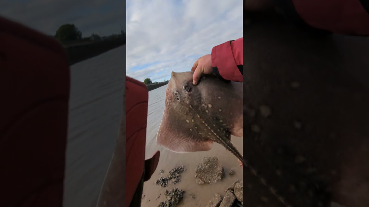 Releasing The Mostyn Thornback Ray 🐠🎣