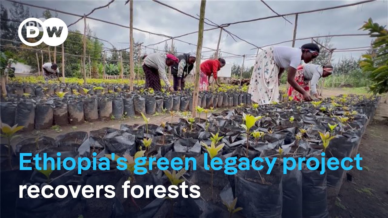 Ethiopia's green legacy initiative helps forests to recover