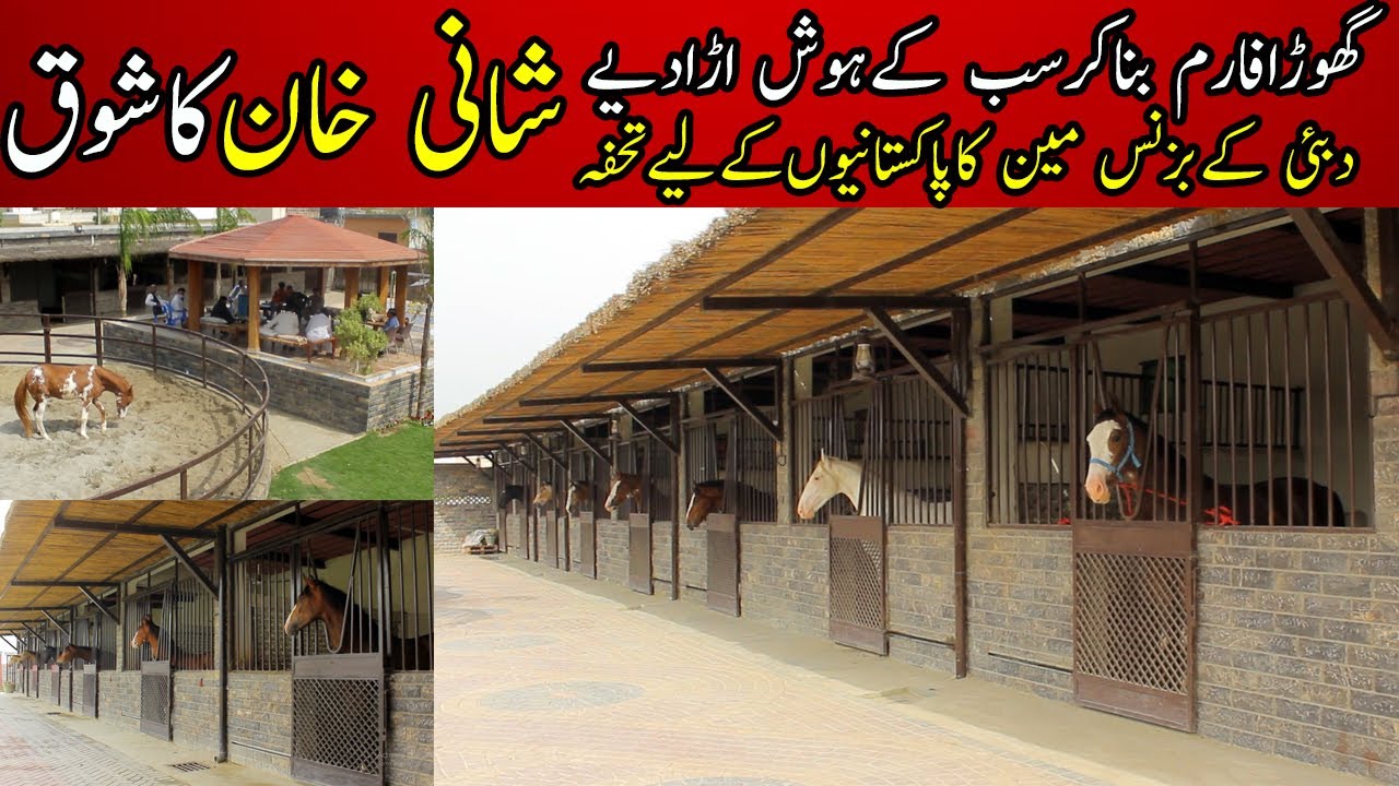 Most beautiful desi  horses club || Shani khan horses || Attock Pakistan || شانی خان کا گھوڑا فارم