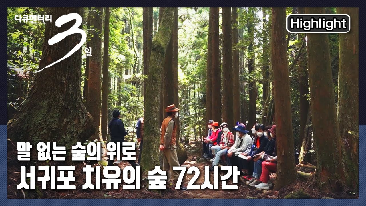 [다큐3일★하이라이트] 150명만 들어올 수 있는 숲! 15km 숲길 따라 빼곡한 나무들의 위로 |