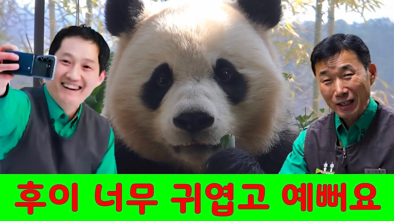 에버랜드 판다월드 2026년 3월 8일 후이 너무 귀엽고 예쁩니다. #루이바오 #후이바오 