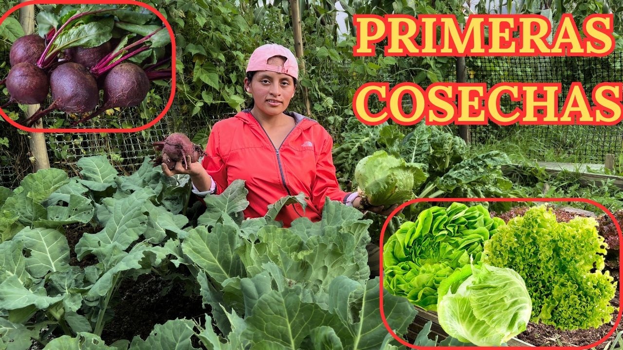 Hoy COSECHAMOS nuestras primeras Hortalizas en nuestra HUERTA - JOHANNA