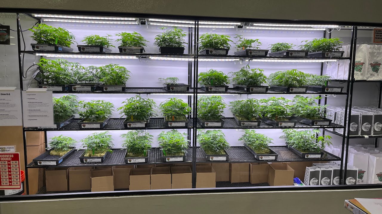 Bought new clones from Green Dragon - Tropicana Cookies and Durban Poison