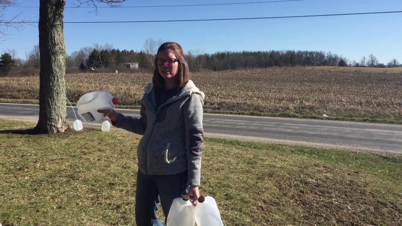 Collecting Sap and Boiling It into Maple Syrup