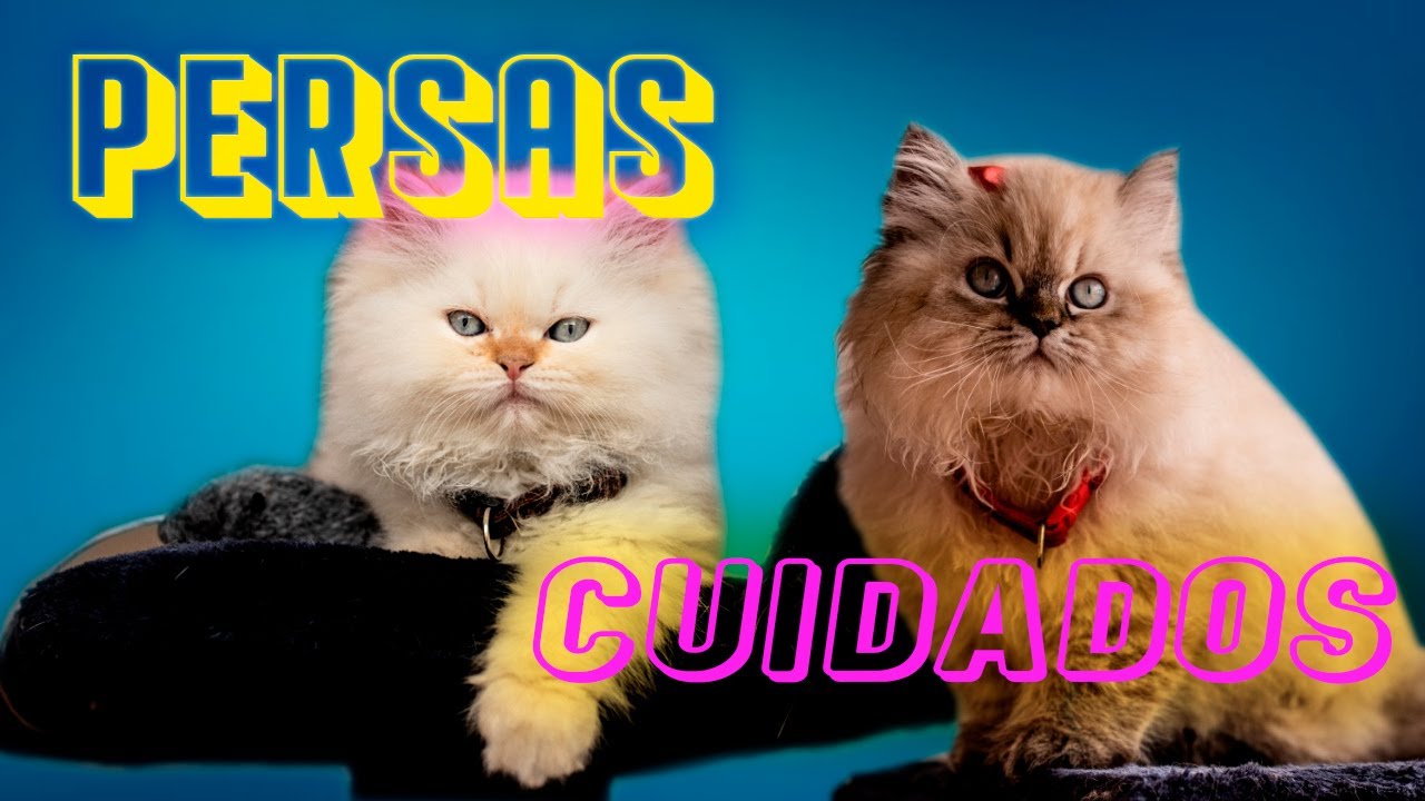 GATOS PERSAS Y SUS CUIDADOS |  IaM