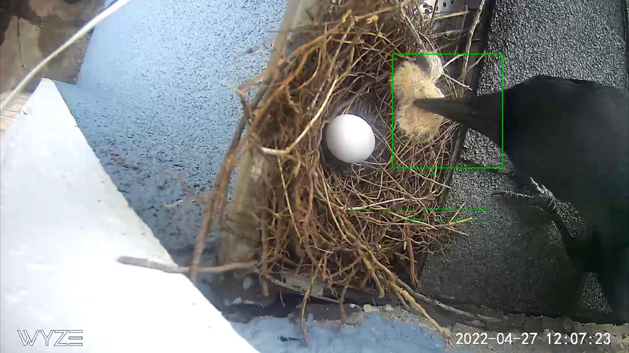 Raven eats doves baby and almost hatched  egg