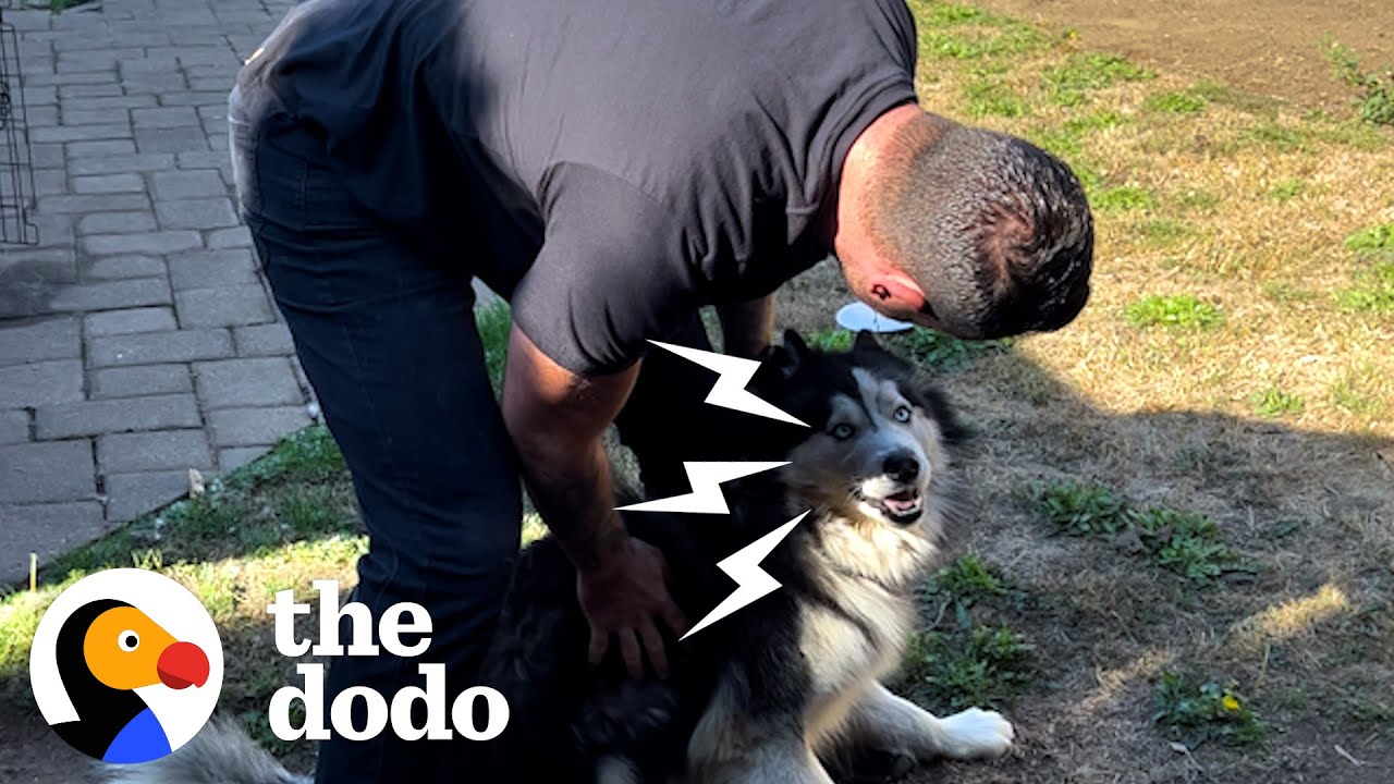 Husky Rescues | Most Intense Husky Rescue Compilation | The Dodo
