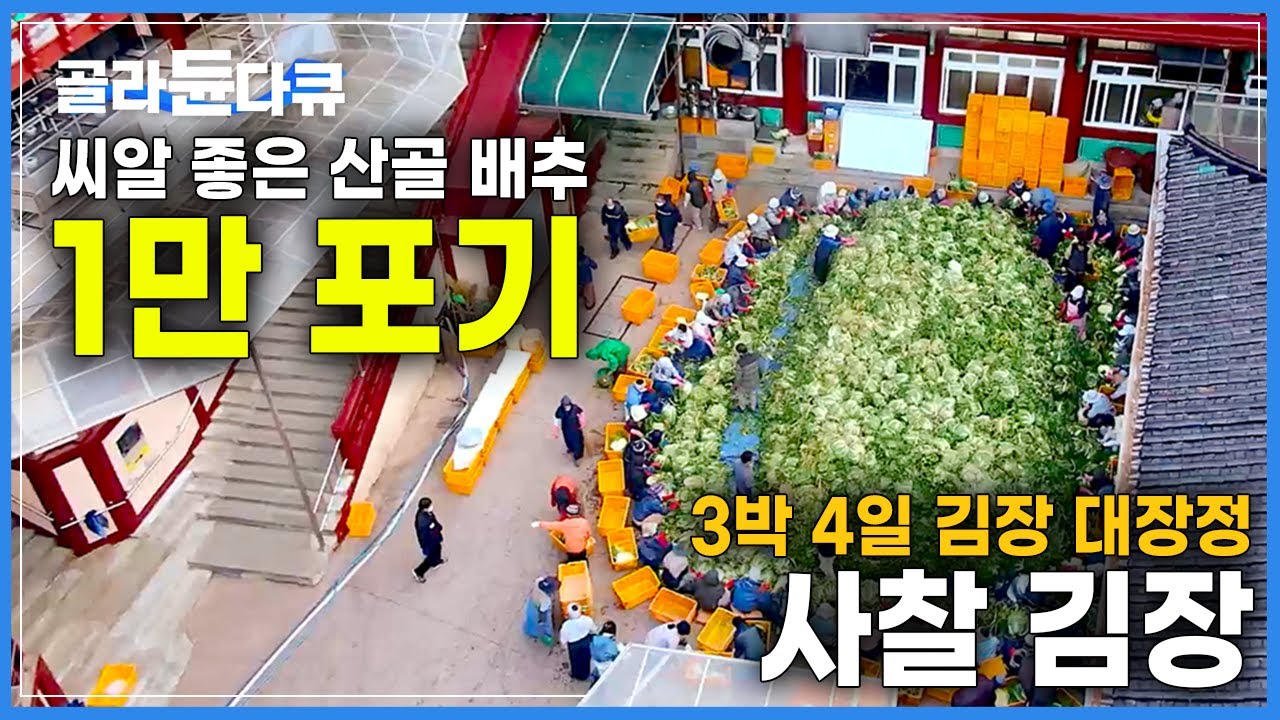 '스님들이 농사를 너무 잘 지어서' 압도적인 규모로 유명한 산골 절집의 3박 4일 김장 대장정│단양 구인사 김장하는 날│사찰 김치│김장 울력│한국기행│#골라듄다큐