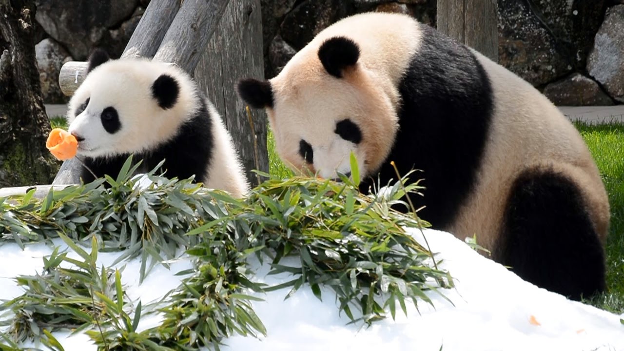 【おかあさんパンダ】🐼良浜ママの母の日イベント2017【いつもありがとう❤】Giant Panda -Rauhin-☆Happy Mother's Day 2017❤
