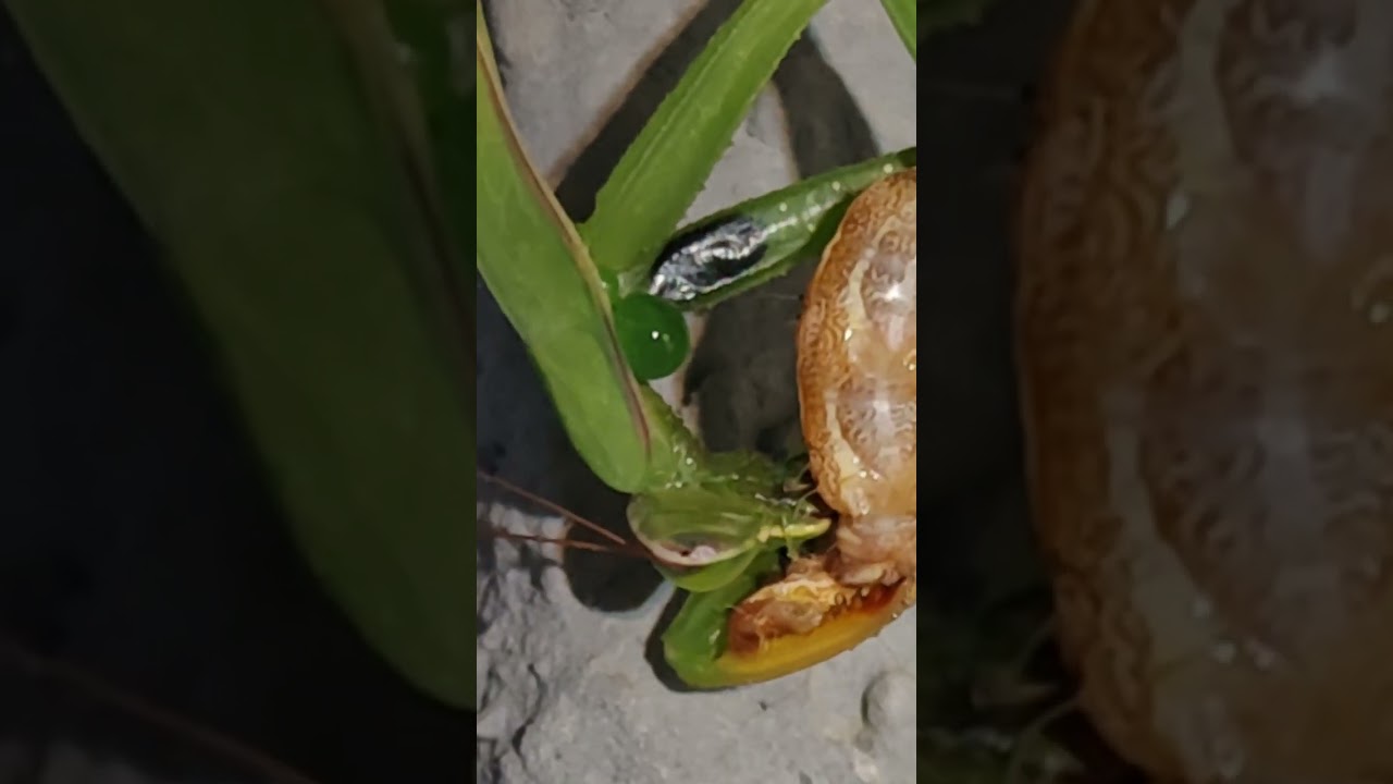 Praying mantis hunting a worm