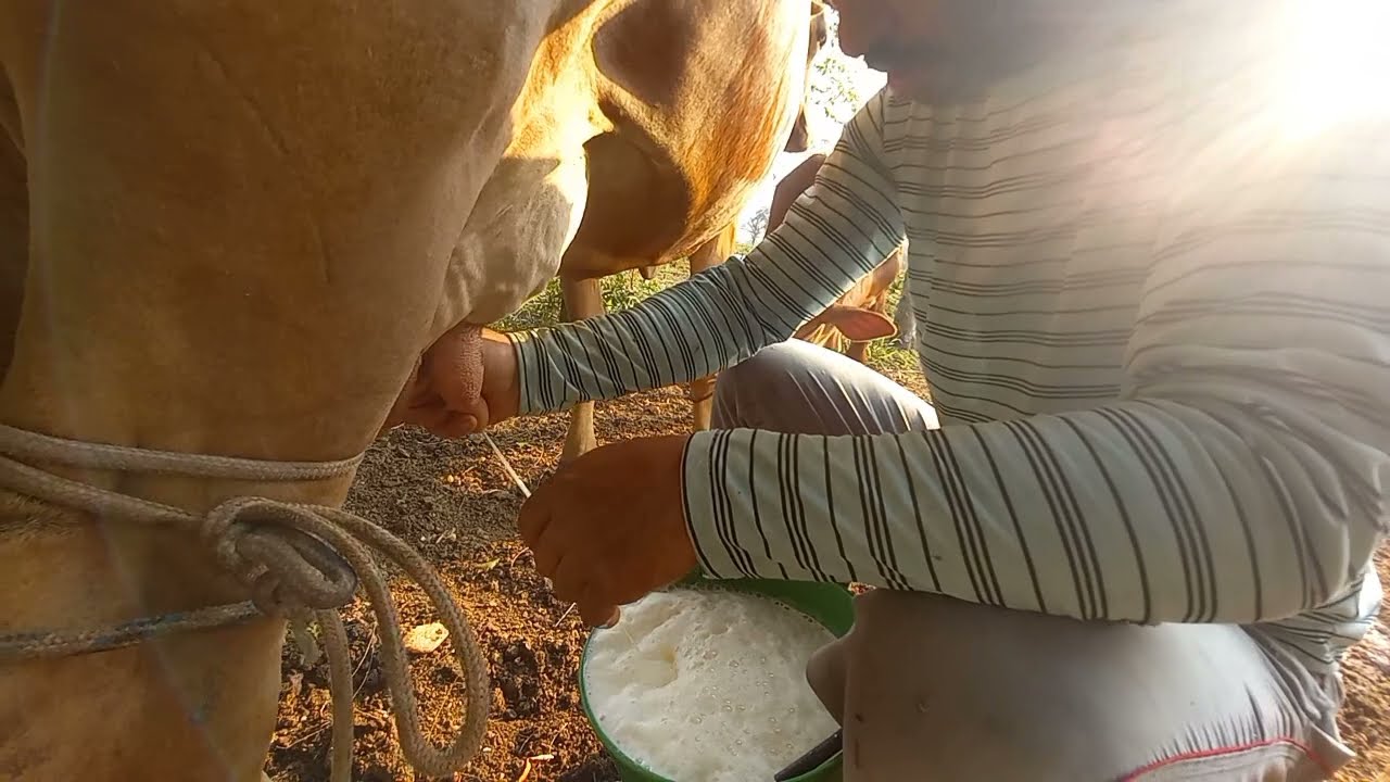 Sem cortes, tirando leite de duas vacas