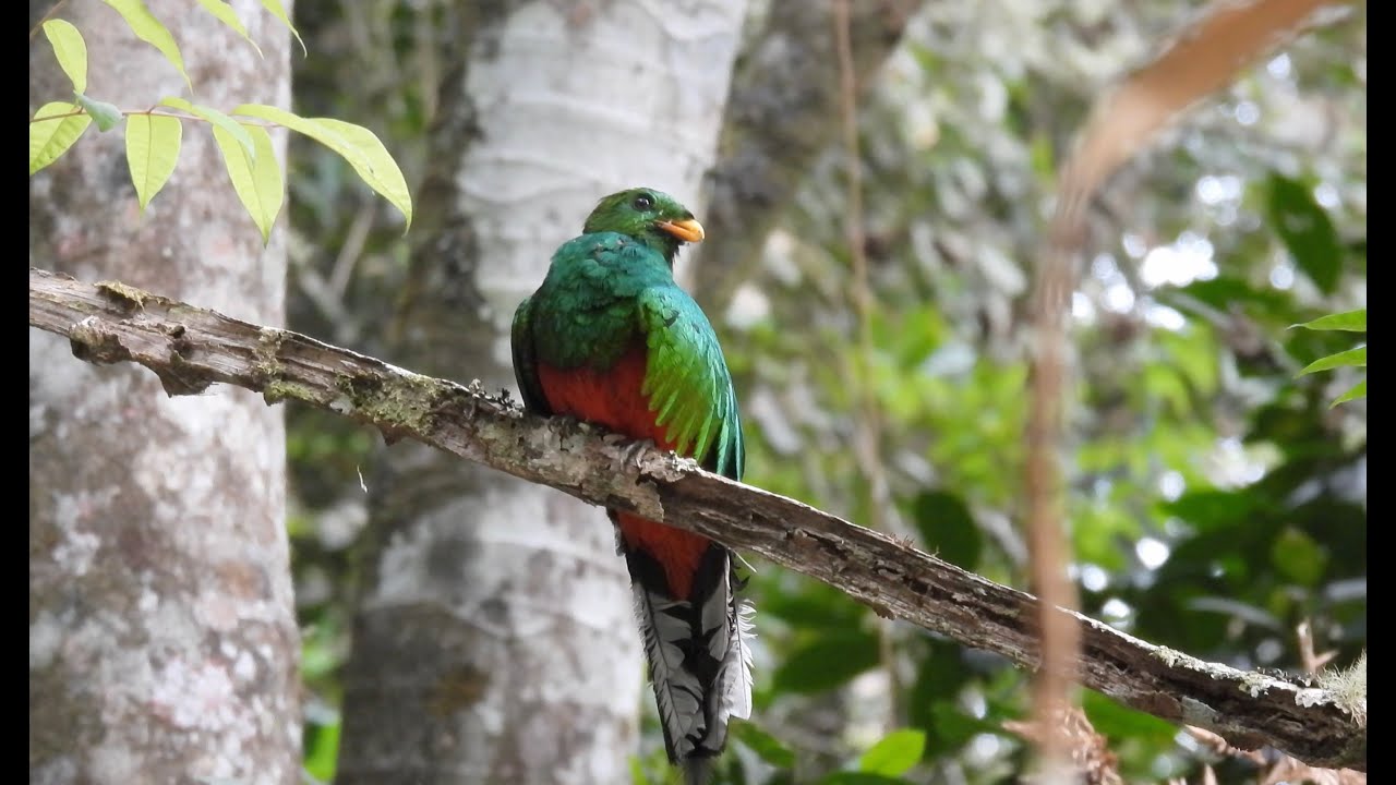 Birding Santa Marta Mountains   Colombia