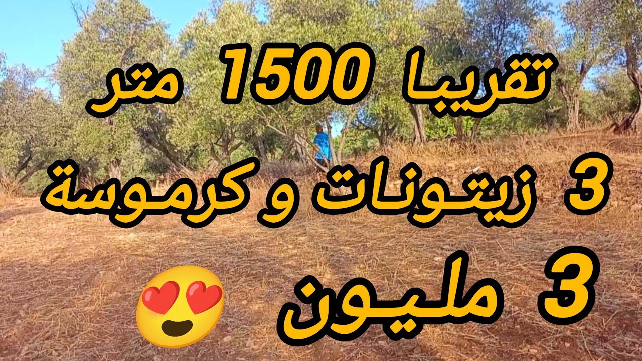 2025/7/28 : أرض ملكية عدلية تقريبا 1500 متر بها 3 زيتونات و كرموسة بثمن 3 مليون .الهاتف : 0652902061