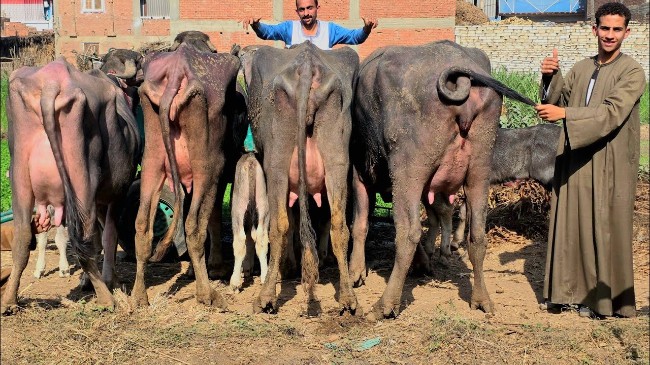 هو ده الجاموس اللي يحيي النفوس ويعمر البيوت من الممنوعات واسعار ضرب في ال 27 محافظه ببلاش ببلاش